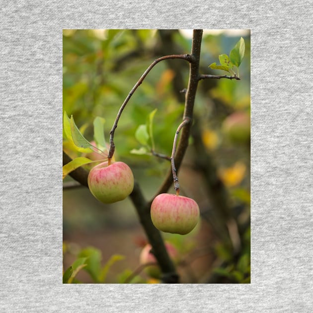 Closeup of ripe apples by naturalis